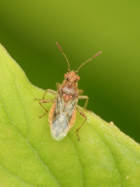 Rhopalus parumpunctatus - közönséges üvegszárnyú-poloska