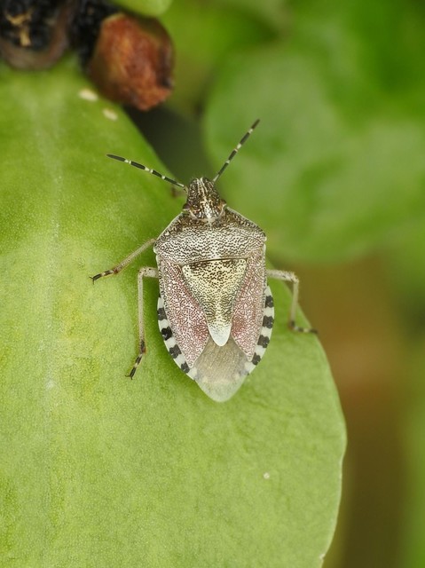Dolycoris baccarum - közönséges bogyómászó-poloska