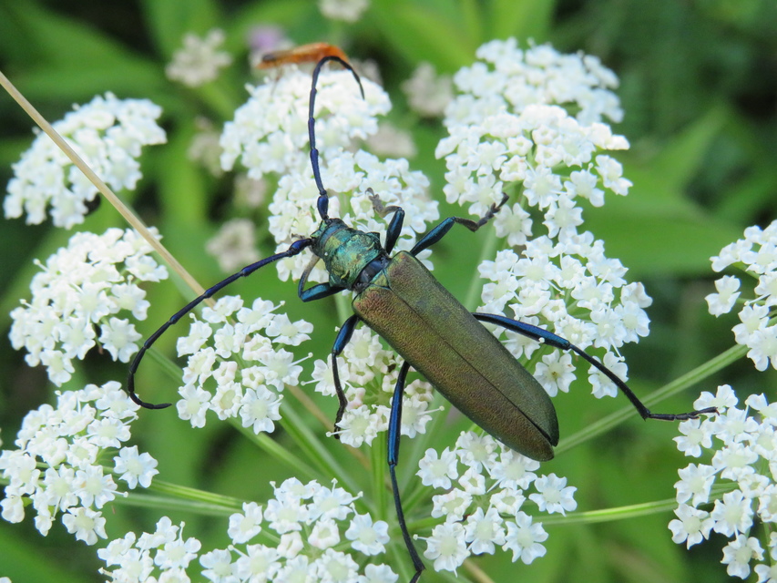 Aromia moschata - pézsmacincér