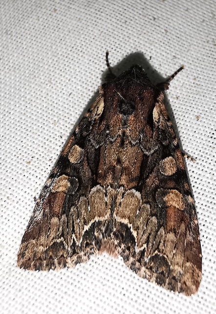 Lacanobia thalassina - borbolya-kertibagoly