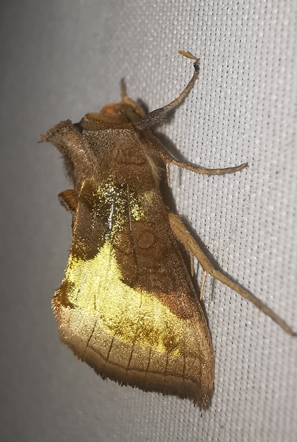 Diachrysia chrysitis - aranybagoly