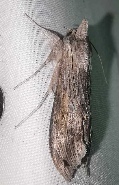 Cucullia umbratica - közönséges csuklyásbagoly