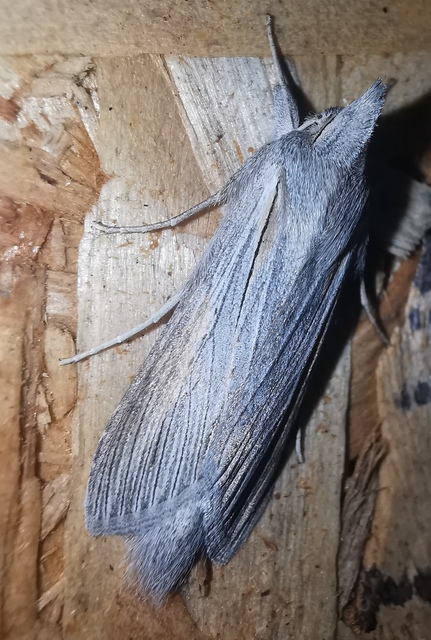 Cucullia balsamitae - homoki csuklyásbagoly