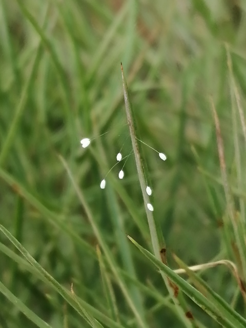 Chrysopidae - zöldfátyolkák