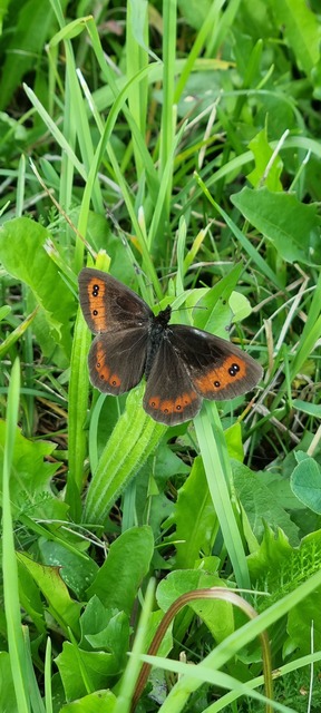 Erebia aethiops - közönséges szerecsenlepke