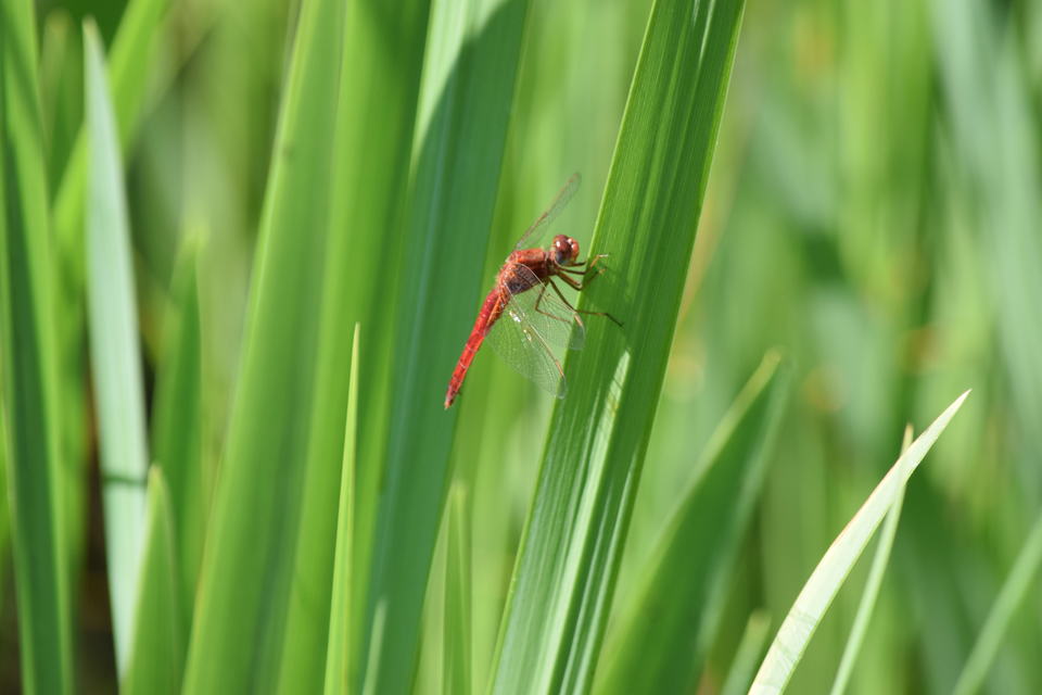 Crocothemis erythraea - skarlát szitakötő