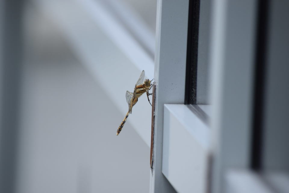 Orthetrum albistylum - fehérfarkú pásztorszitakötő