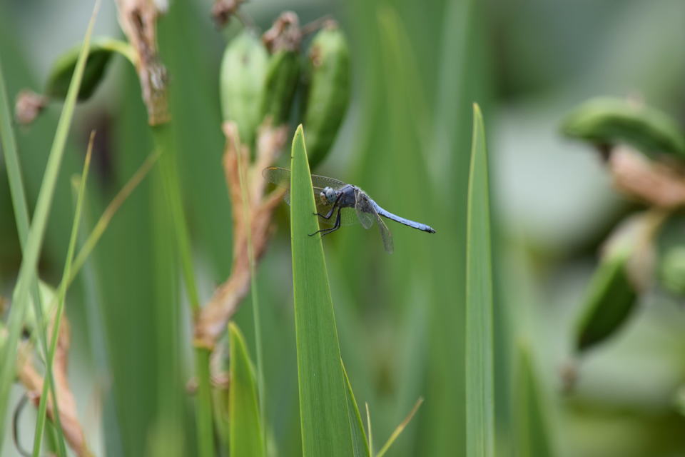 Orthetrum coerulescens - karcsú pásztorszitakötő