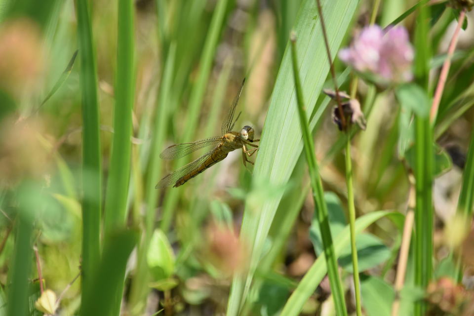 Orthetrum coerulescens - karcsú pásztorszitakötő