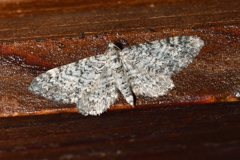 Eupithecia graphata - hangyabogáncs-törpearaszoló
