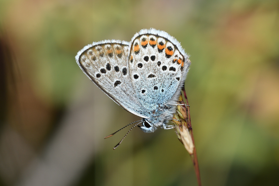 Plebejus idas - északi boglárka