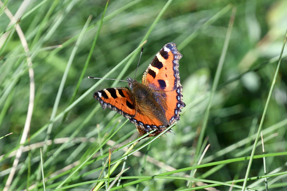 Nymphalis urticae - kis rókalepke