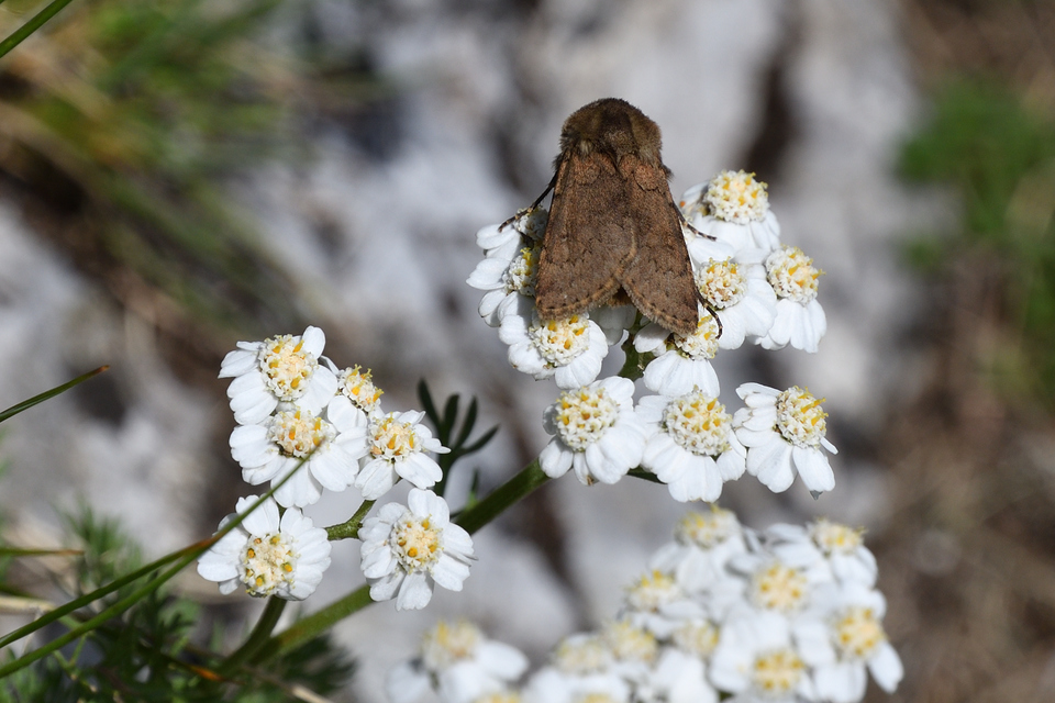 Agrotis cinerea - szürkés földibagoly
