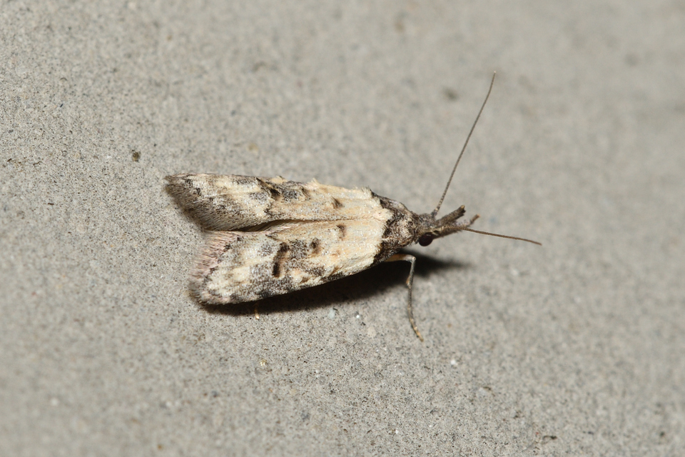 Carposina scirrhosella - közönséges csipkebogyómoly
