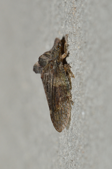 Ledra aurita - füleskabóca