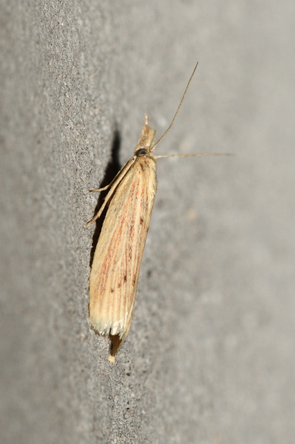 Ematheudes punctella - kúposfejű karcsúmoly