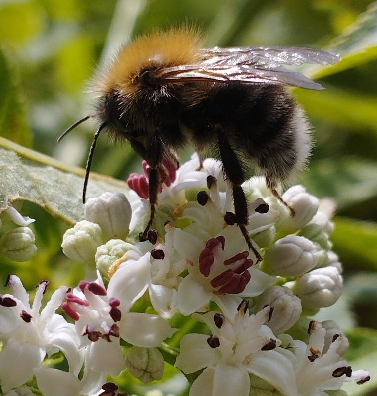 Bombus hypnorum - mohás poszméh