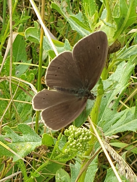Aphantopus hyperanthus - közönséges ökörszemlepke