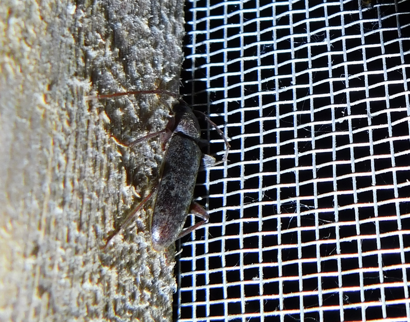 Trichoferus campestris - szállóvendég éjicincér