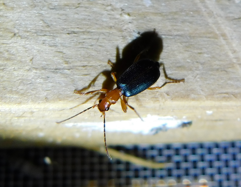 Brachinus nigricornis - feketelábú pöfögőfutó
