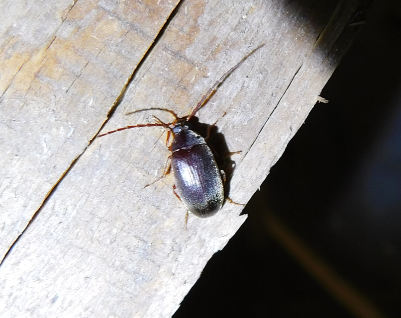 Hymenalia rufipes - rőtlábú alkonybogár