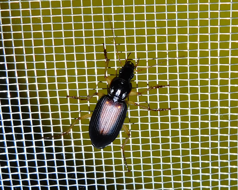 Dolichus halensis - hantfutó