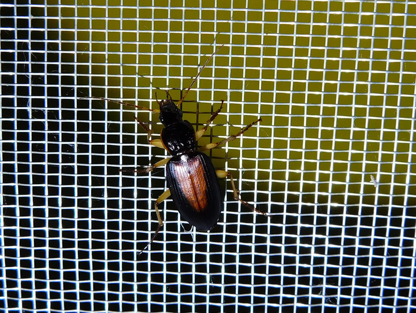 Dolichus halensis - hantfutó
