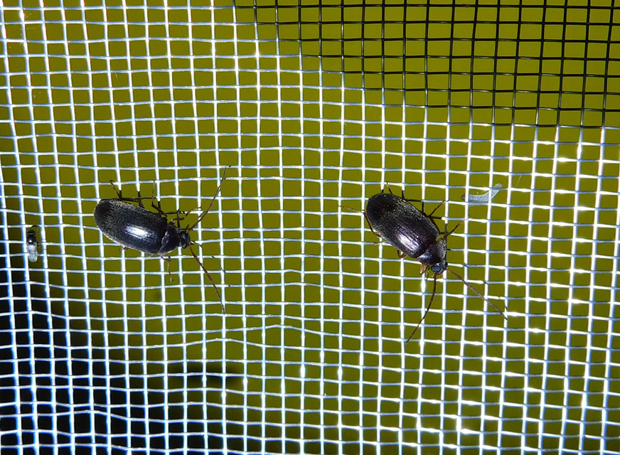 Hymenalia rufipes - rőtlábú alkonybogár