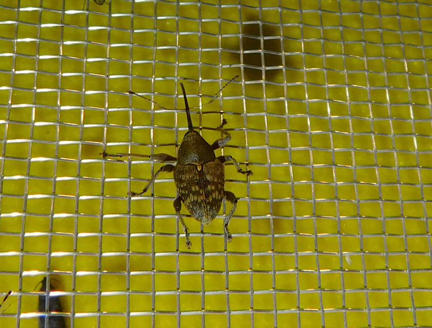 Curculio glandium - tölgymakkzsuzsóka