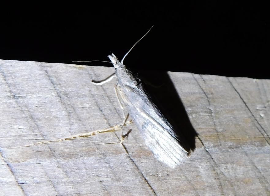 Crambus perlella - gyöngyházas fűgyökérmoly