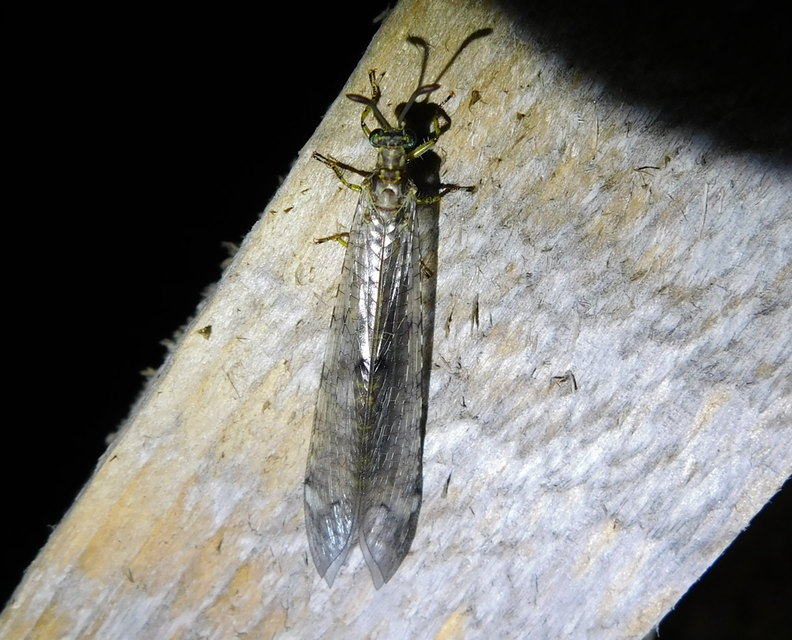 Distoleon tetragrammicus - négyfoltos hangyaleső