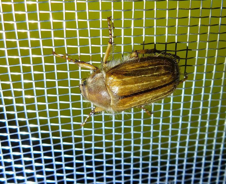 Amphimallon solstitiale - bordás sárgacserebogár