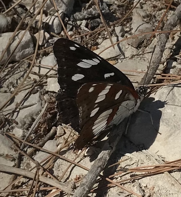 Limenitis reducta - kék lonclepke
