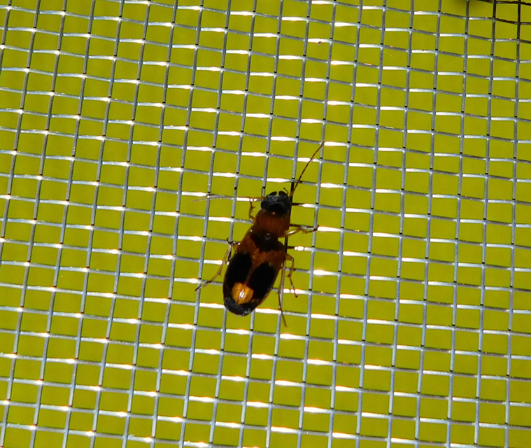 Badister meridionalis - közönséges posványfutonc