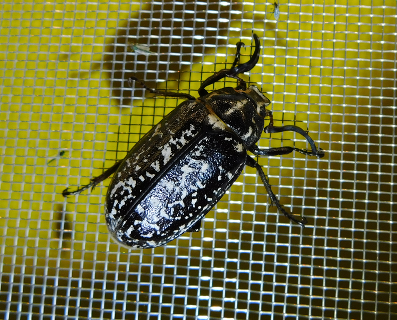 Polyphylla fullo - csapó cserebogár