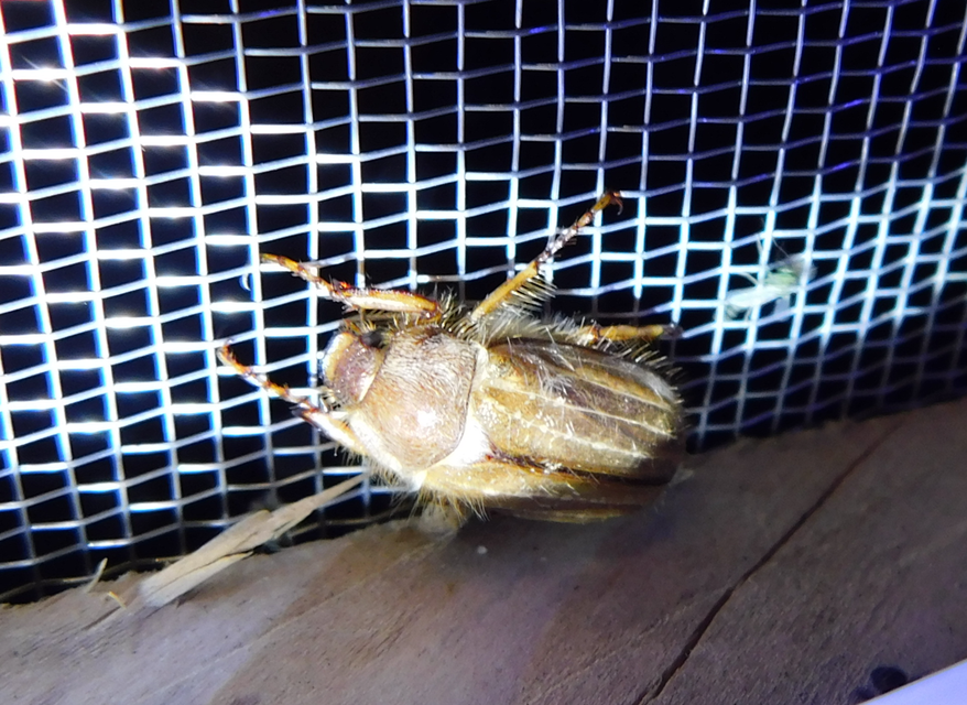 Amphimallon solstitiale - bordás sárgacserebogár