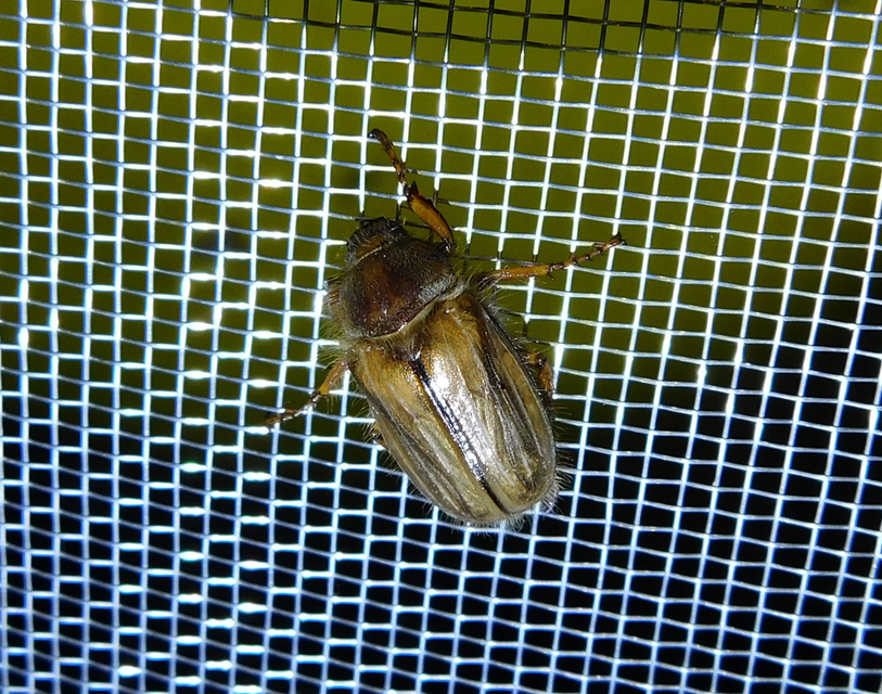 Amphimallon solstitiale - bordás sárgacserebogár