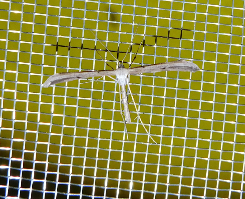 Emmelina monodactyla/argoteles