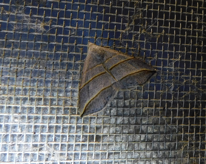 Colobochyla salicalis - háromsávos törpebagoly