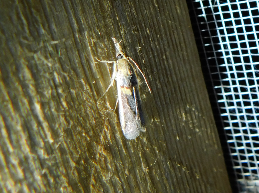 Etiella zinckenella - akácmoly