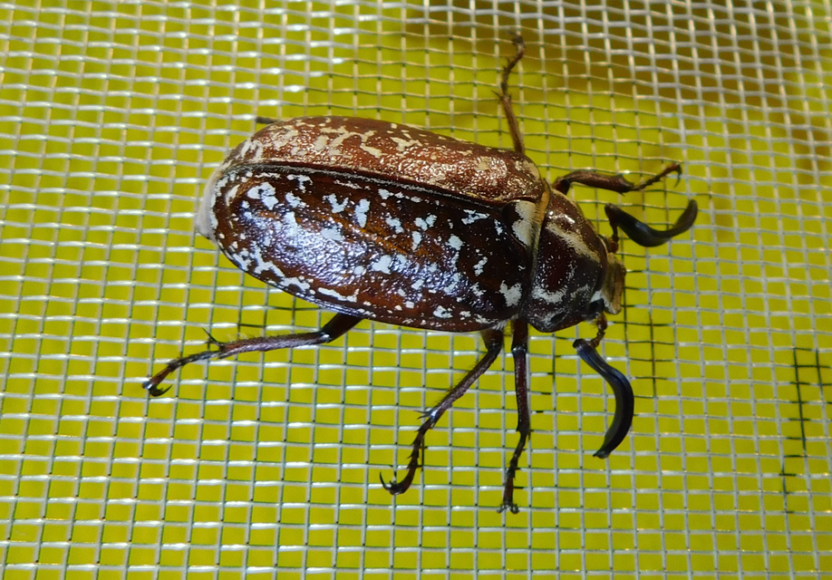Polyphylla fullo - csapó cserebogár