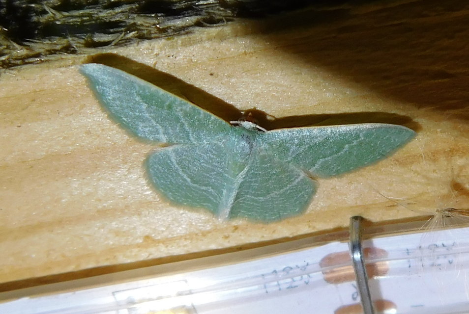 Phaiogramma etruscaria - fehérpettyes zöldaraszoló