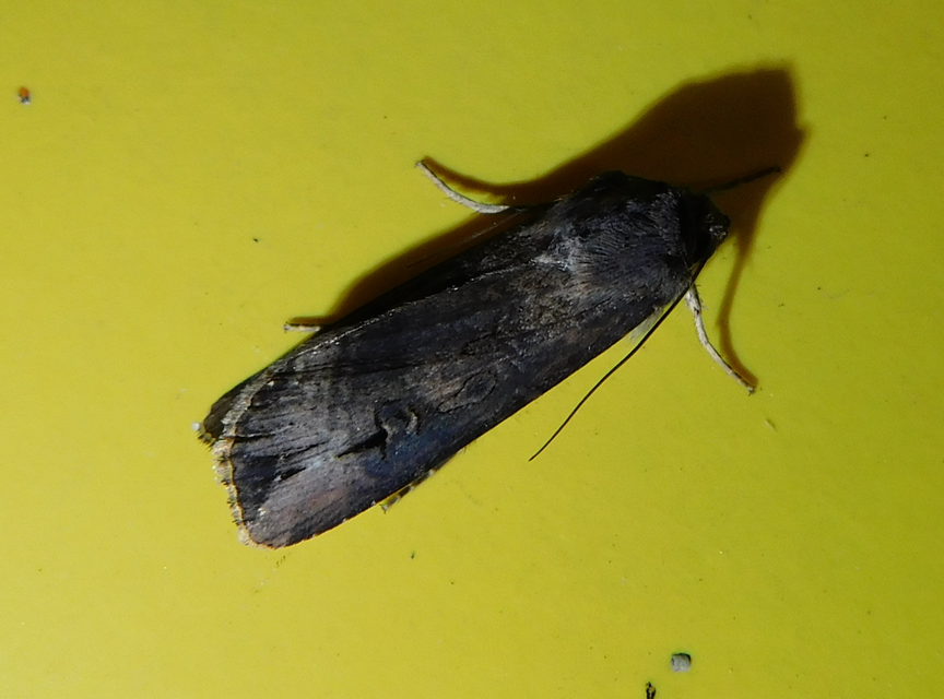 Agrotis ipsilon - nagy földibagoly