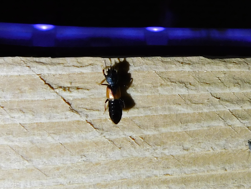 Bledius tricornis - háromszarvú ásóholyva Bledius tricornis - háromszarvú ásóholyva