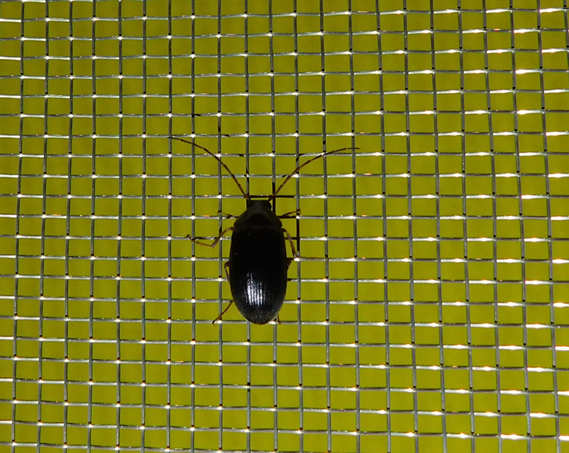 Hymenalia rufipes - rőtlábú alkonybogár