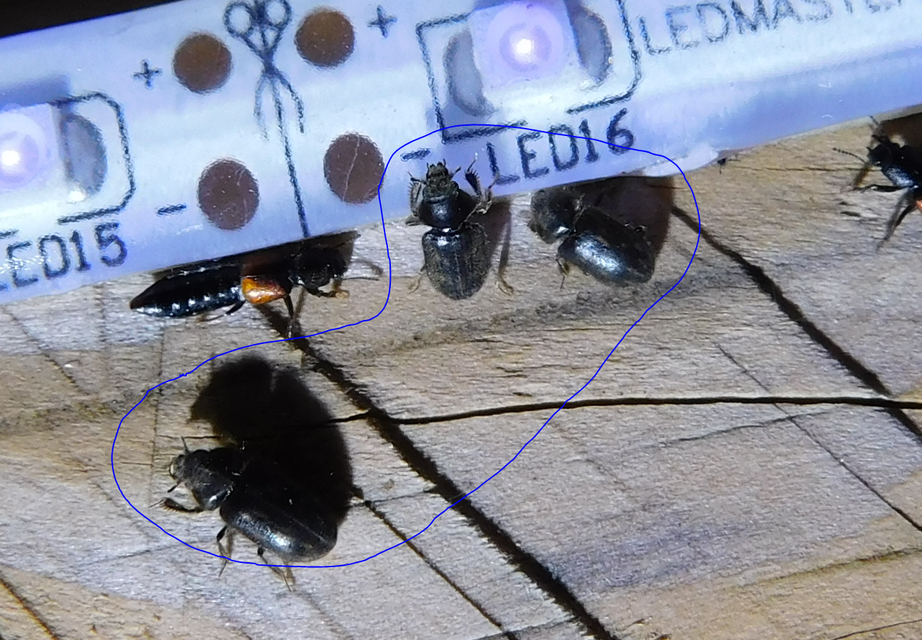 Heterocerus