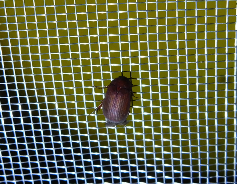 Serica brunnea - homoki kiscserebogár