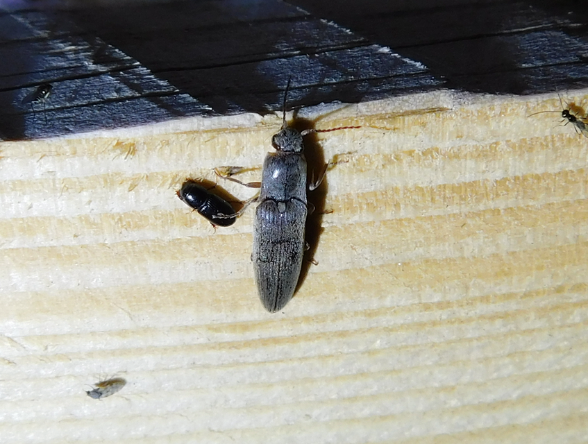 Aphodius varians - változékony trágyabogár