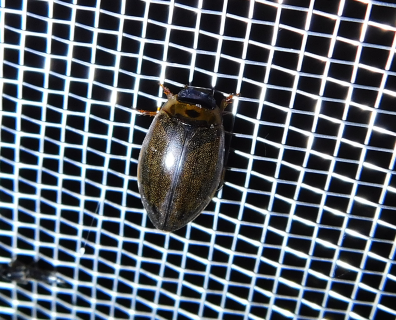 Rhantus