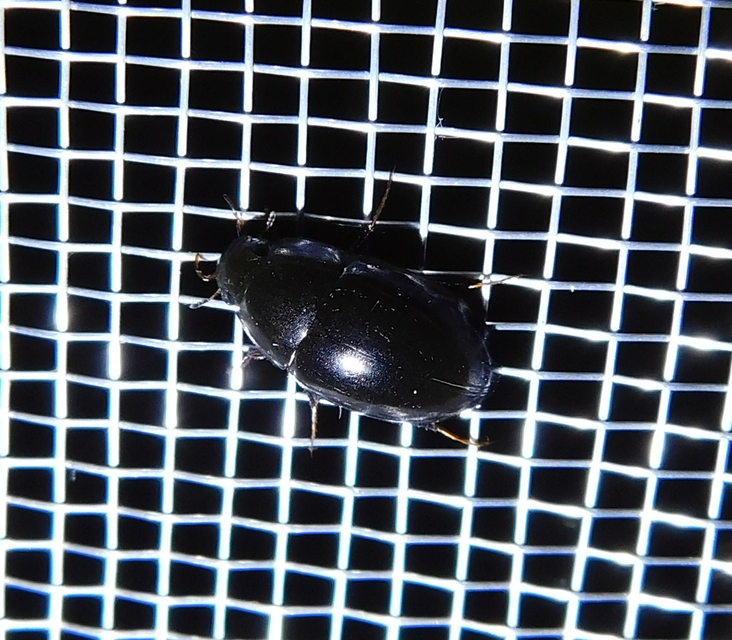 Limnoxenus niger - fekete csibor